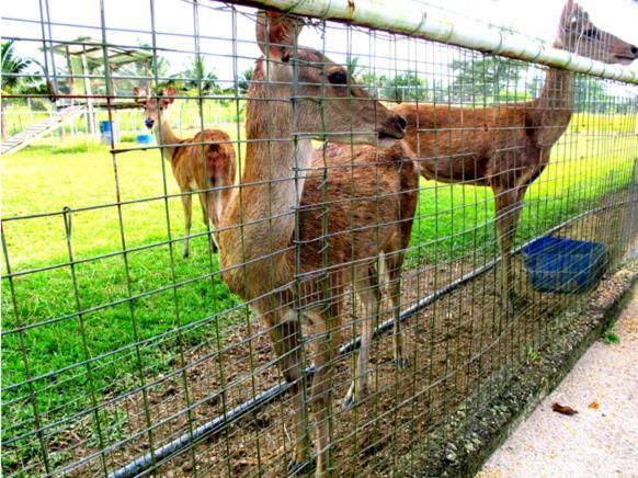 Hotel Uk Farm Kluang Exterior foto